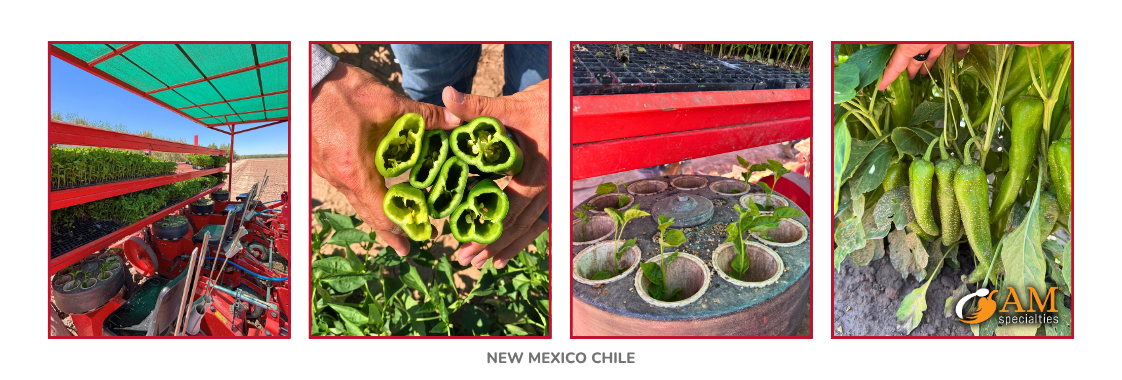New Mexico chile cultivation, transplanting and pepper varieties at Seco Spice
